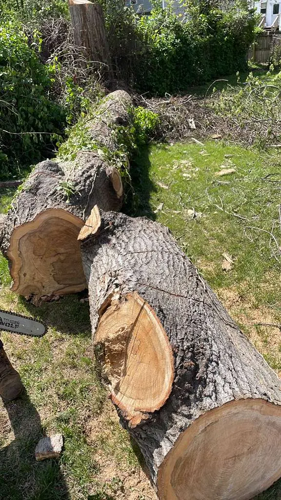 Tree removal project